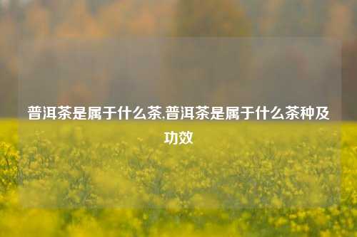 普洱茶是属于什么茶,普洱茶是属于什么茶种及功效