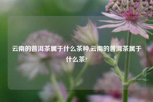 云南的普洱茶属于什么茶种,云南的普洱茶属于什么茶?