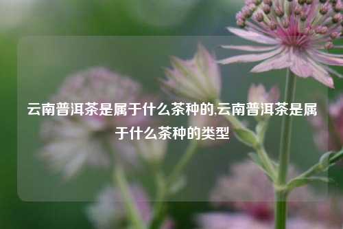 云南普洱茶是属于什么茶种的,云南普洱茶是属于什么茶种的类型