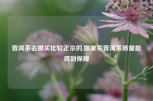 普洱茶去哪买比较正宗的,哪里买普洱茶质量能得到保障