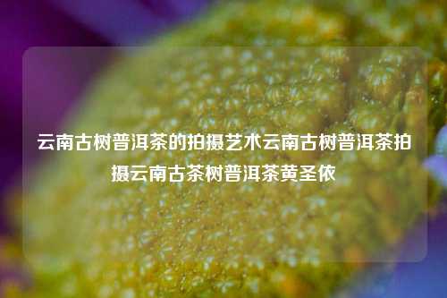 云南古树普洱茶的拍摄艺术云南古树普洱茶拍摄云南古茶树普洱茶黄圣依