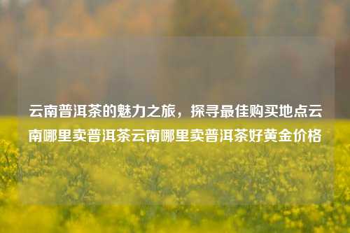 云南普洱茶的魅力之旅，探寻最佳购买地点云南哪里卖普洱茶云南哪里卖普洱茶好黄金价格